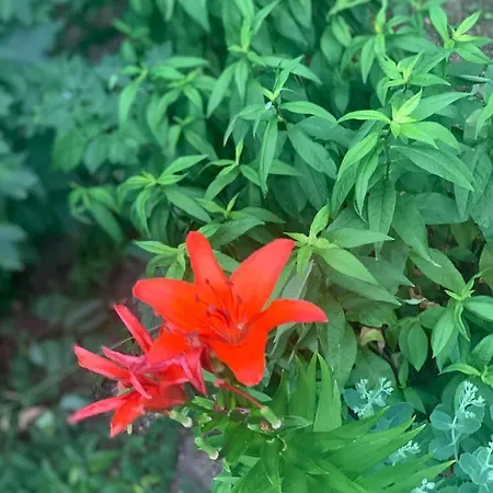 Maeekalda Garden With Private Sauna Penzion Rakvere