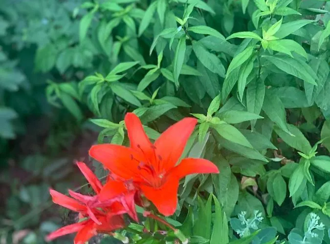 Maeekalda Garden With Private Sauna بيت ضيافة راكفيري